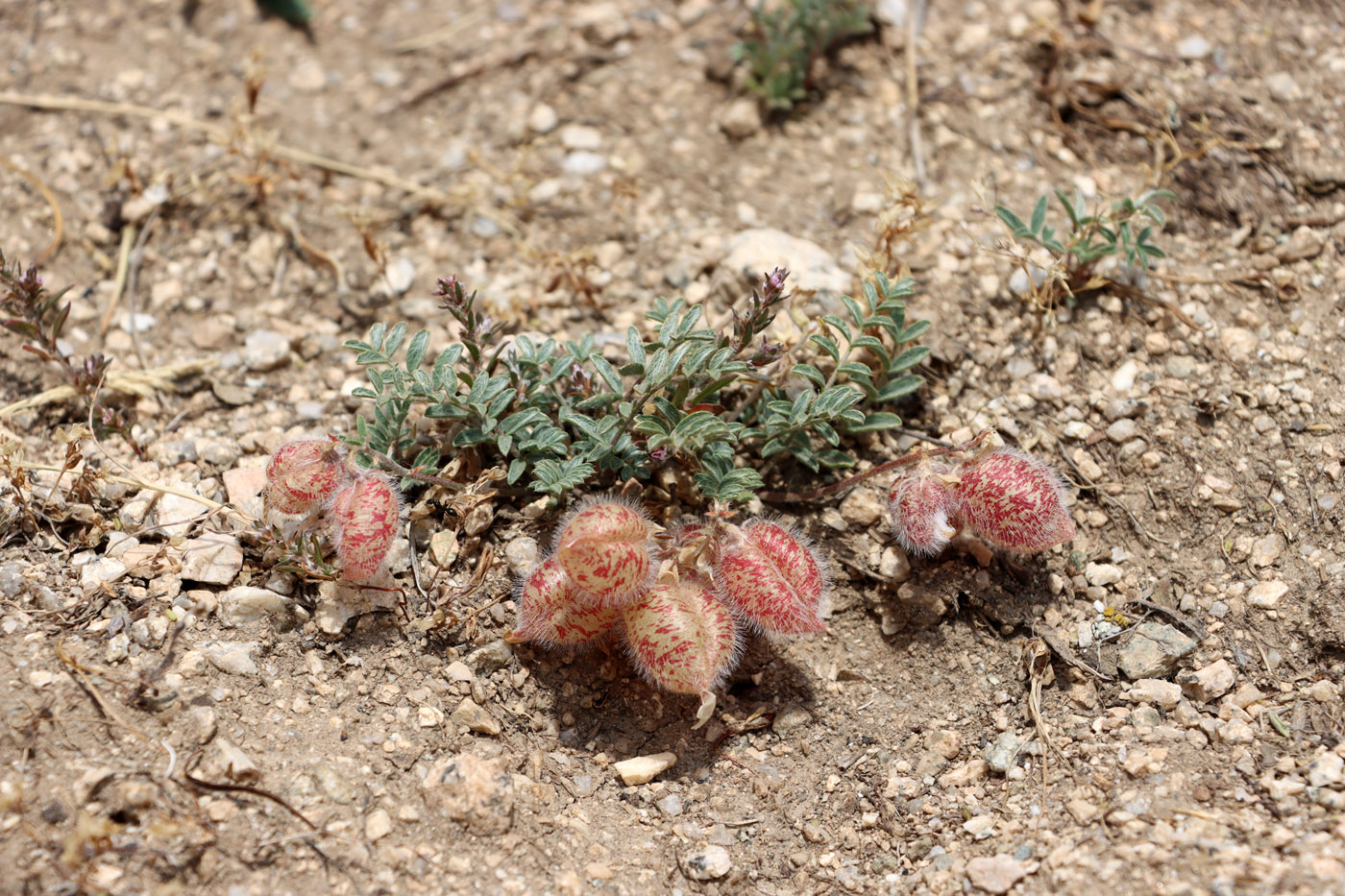 Image of Oxytropis submutica specimen.