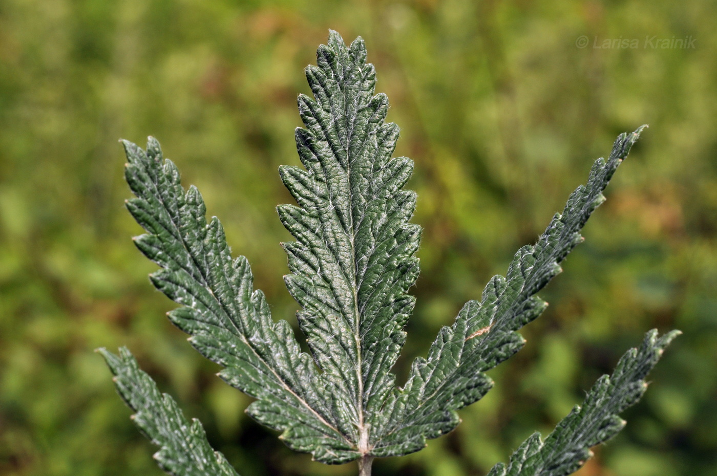 Image of Potentilla discolor specimen.