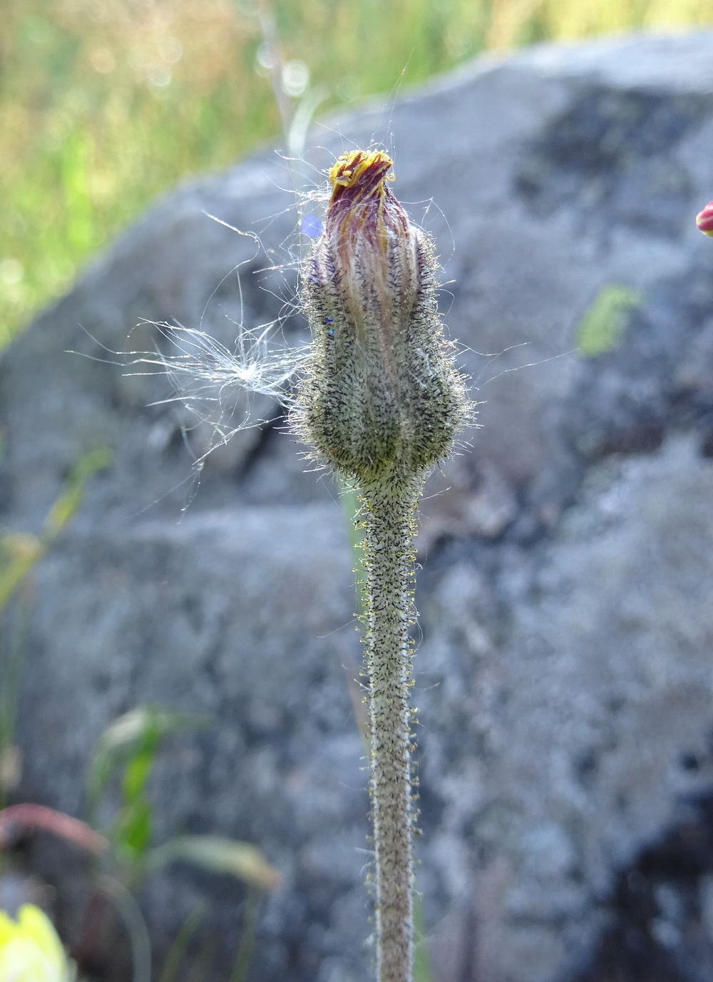 Image of genus Pilosella specimen.