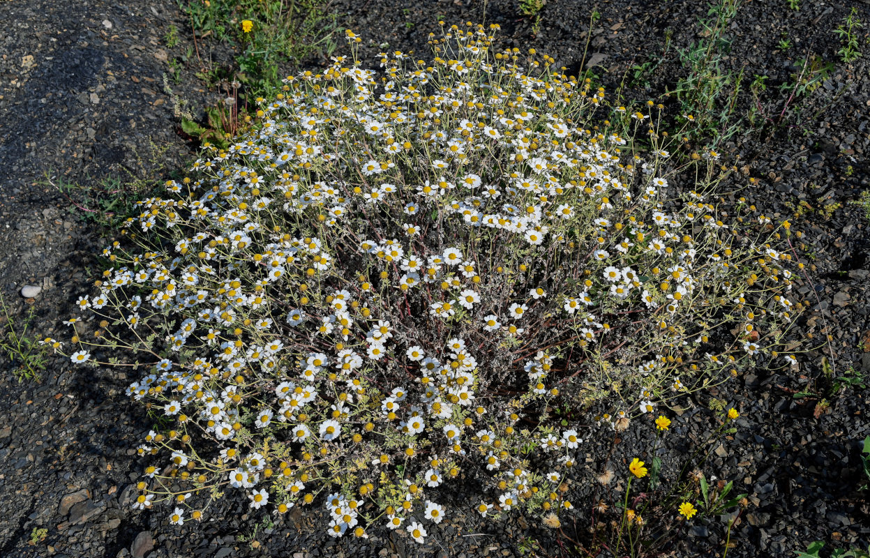 Image of Pyrethrum glanduliferum specimen.