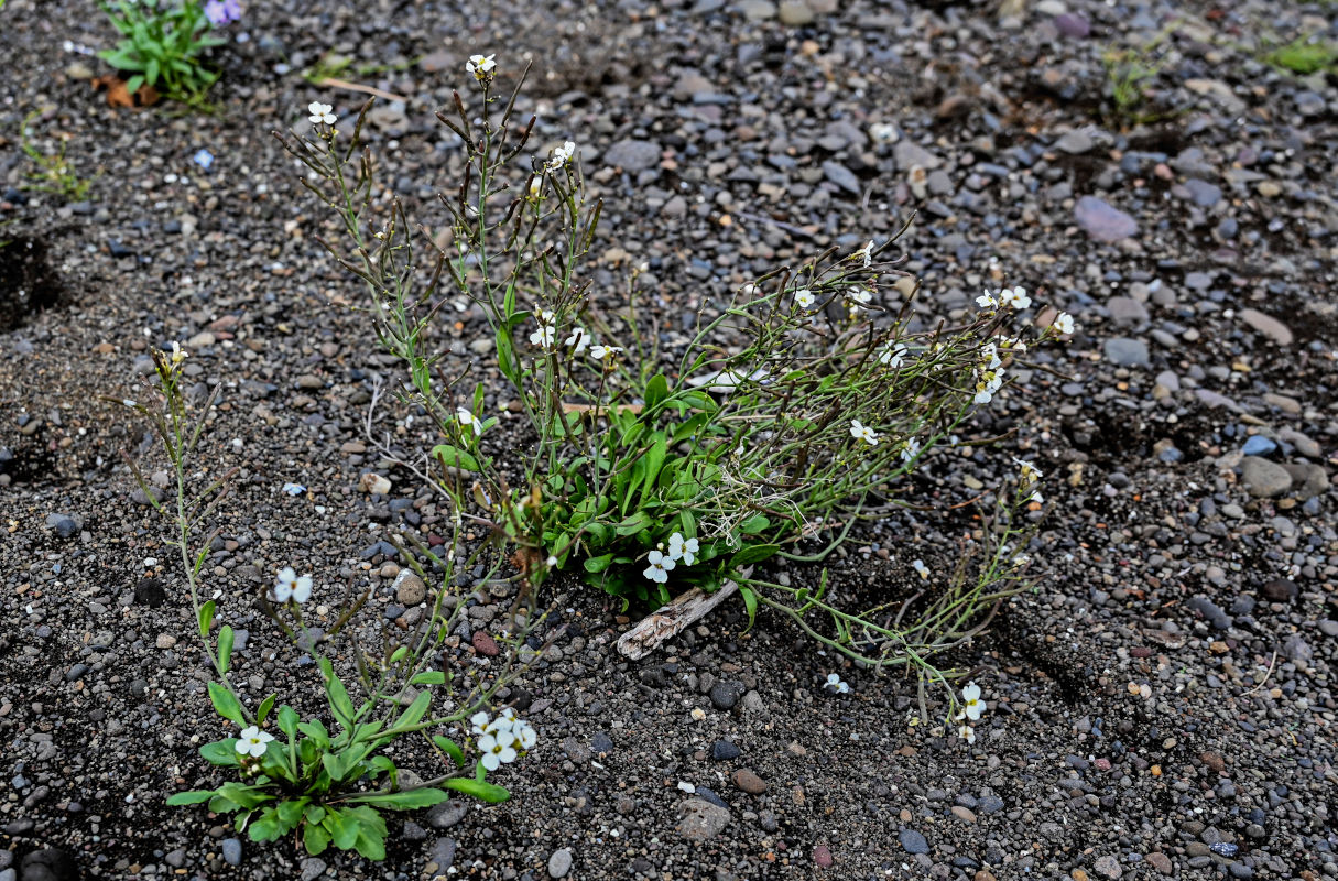 Изображение особи Arabidopsis petraea.