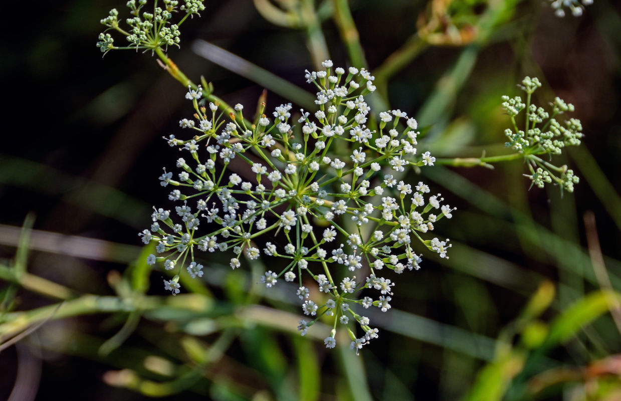 Изображение особи Falcaria vulgaris.