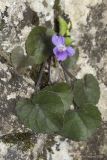 Viola dehnhardtii