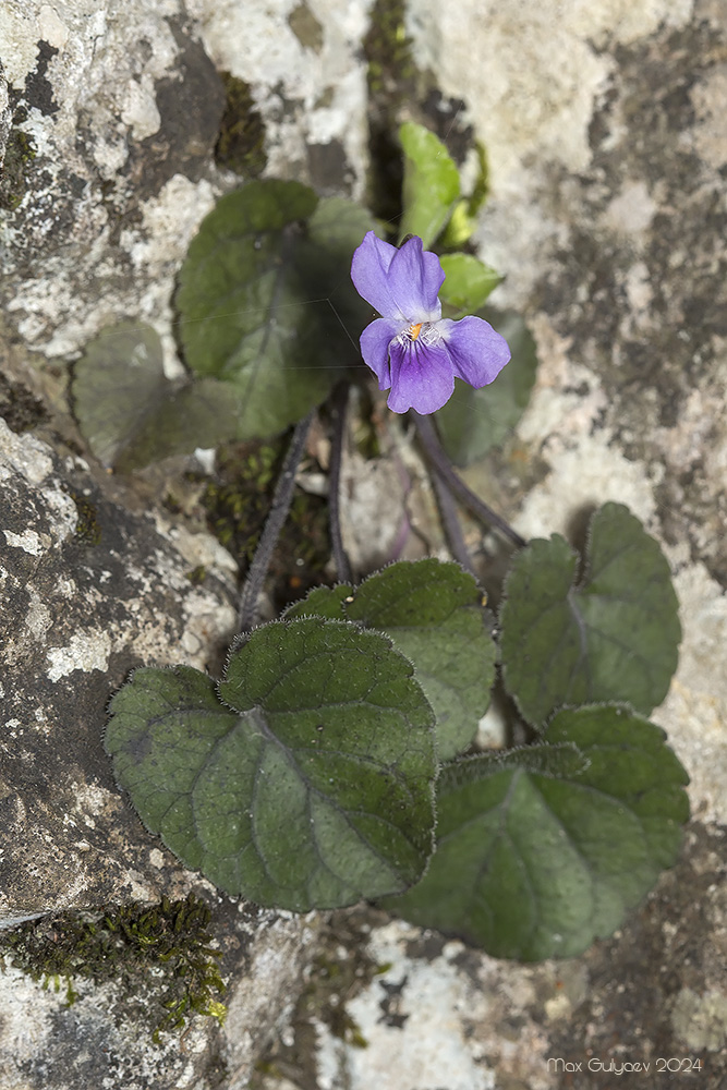 Изображение особи Viola dehnhardtii.