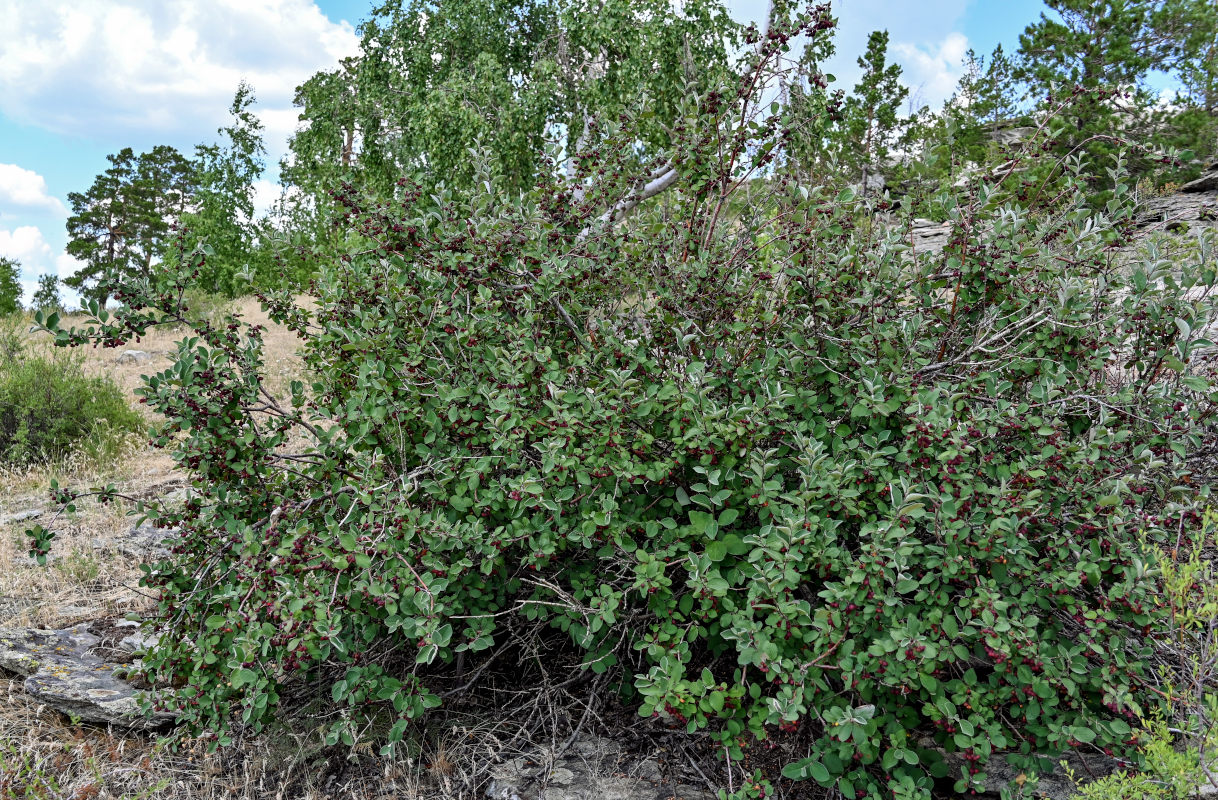 Image of Cotoneaster melanocarpus specimen.