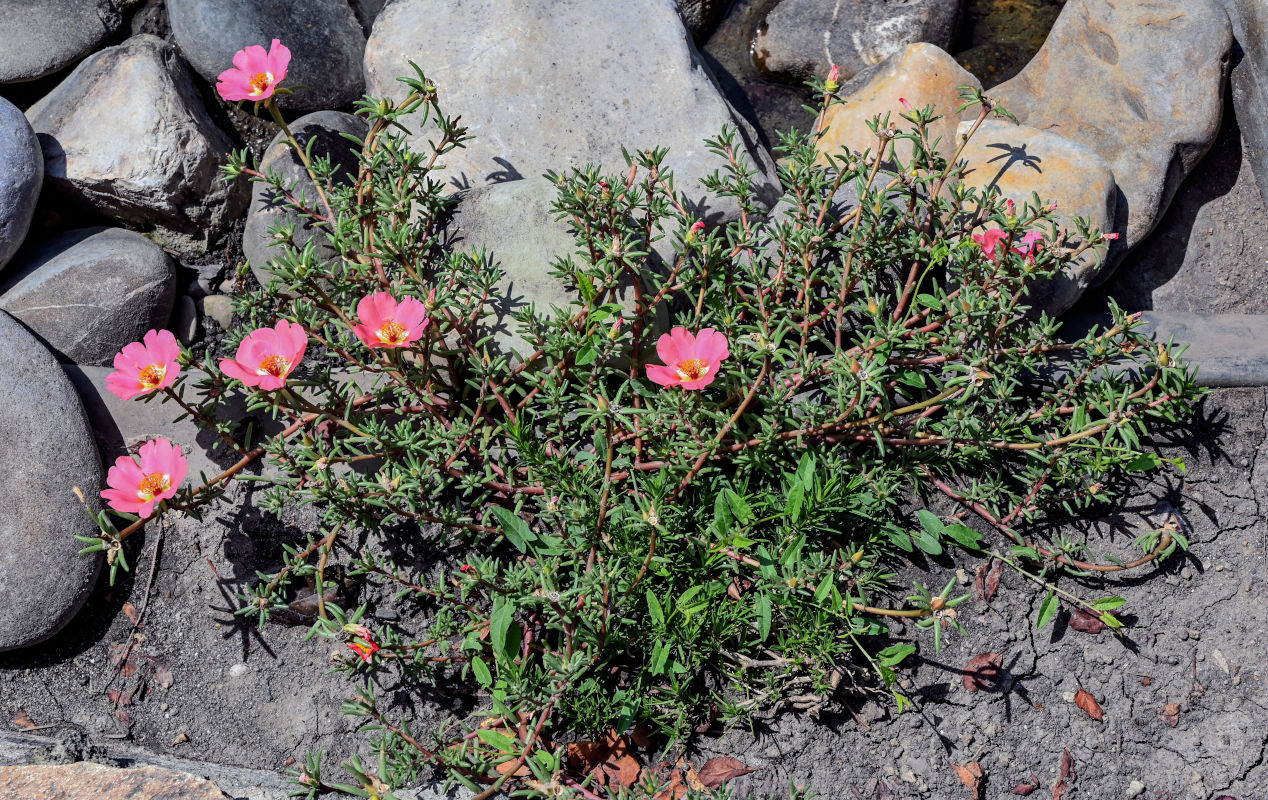 Image of Portulaca grandiflora specimen.