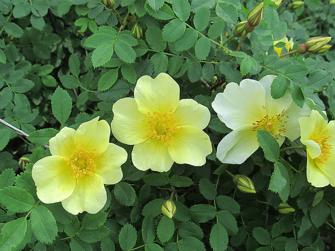 Image of genus Rosa specimen.