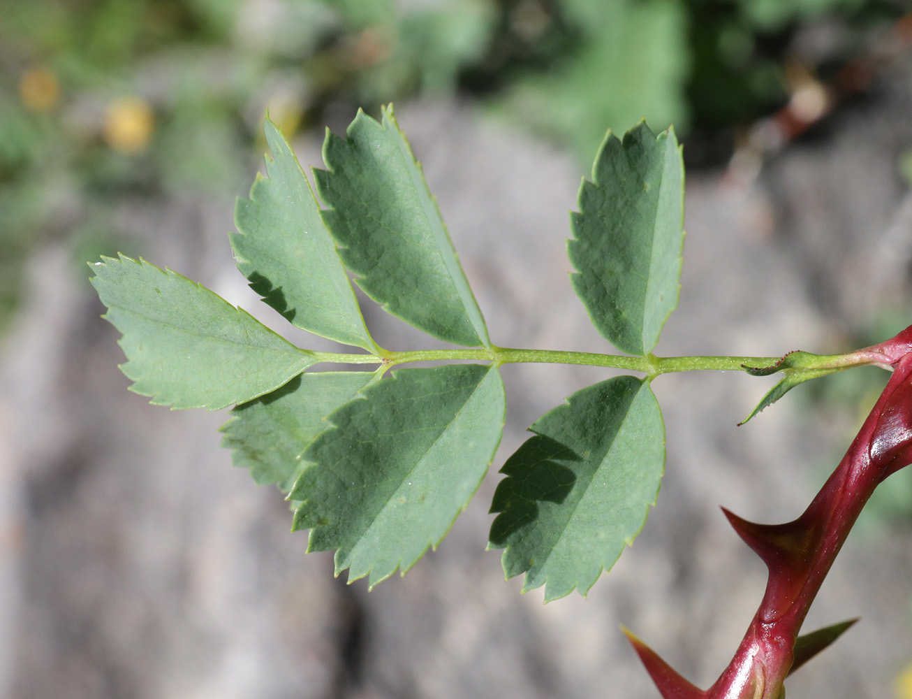 Изображение особи Rosa platyacantha.