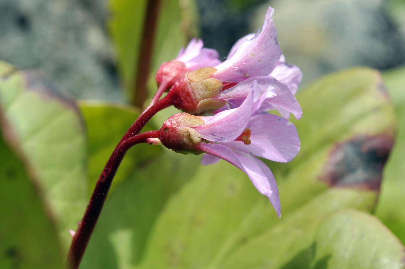 Изображение особи Bergenia pacifica.