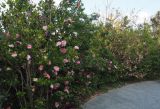 Camellia japonica. Цветущие растения. Крым, городской округ Ялта, с. Оползневое, Mriya Resort, парк. 10.11.2023.