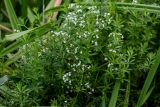 Galium rivale. Верхушки побегов с соцветиями. Московская обл., окр. г. Железнодорожный, долина р. Чёрная, берег реки. 26.08.2024.