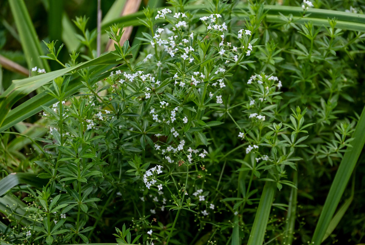 Image of Galium rivale specimen.