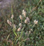 Trifolium arvense. Плодоносящее растение. Калужская обл., Ульяновский р-н, окр. дер. Ягодное, луг около дороги, которая идёт от Ягодное к руч. Дубенка. 29 августа 2024 г.