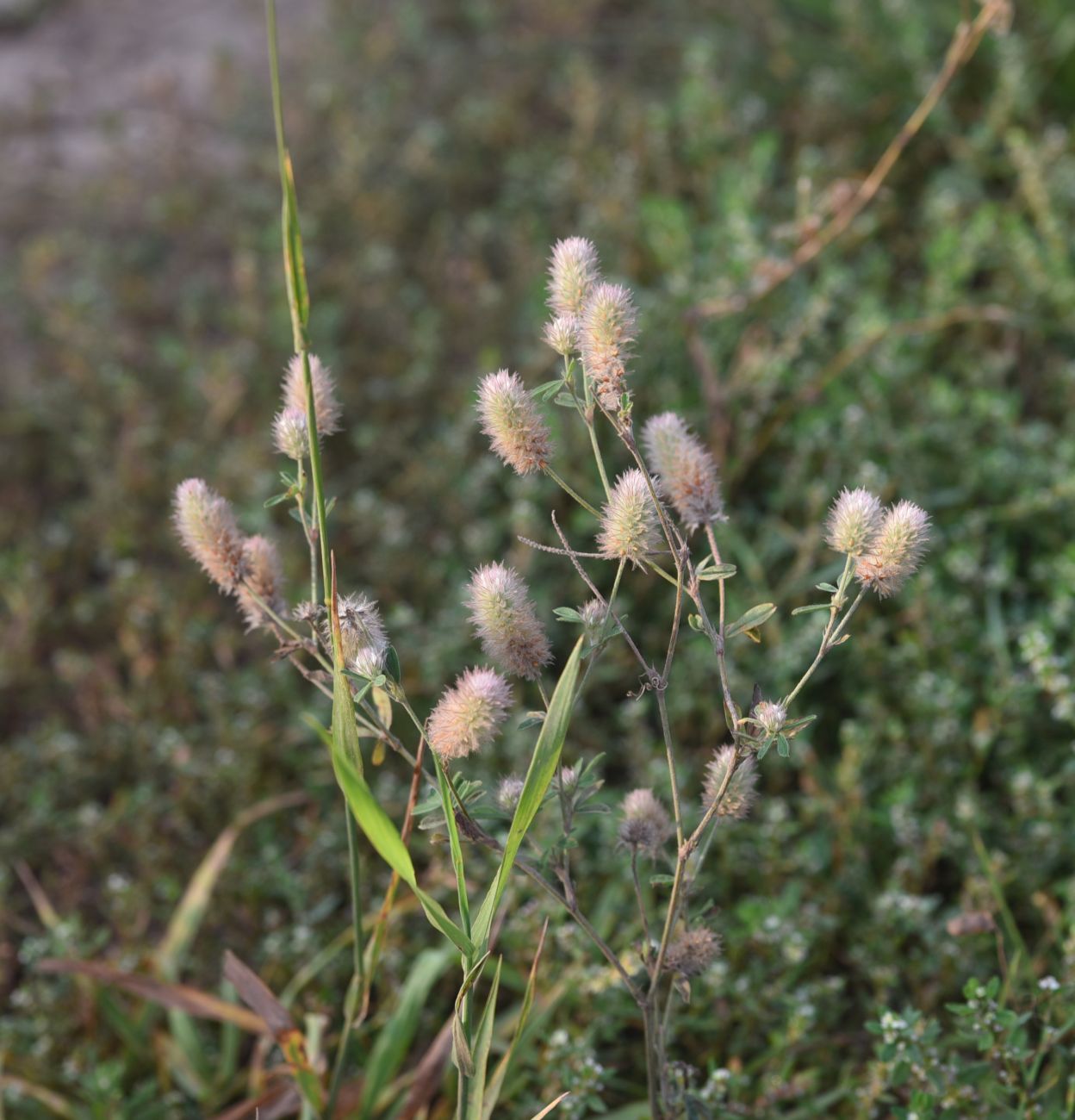 Image of Trifolium arvense specimen.