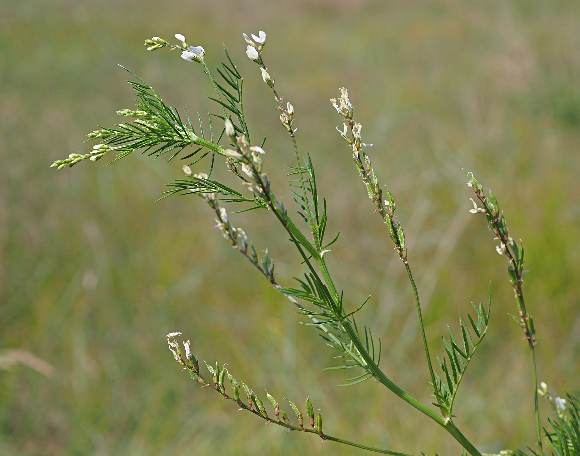 Image of Astragalus sulcatus specimen.