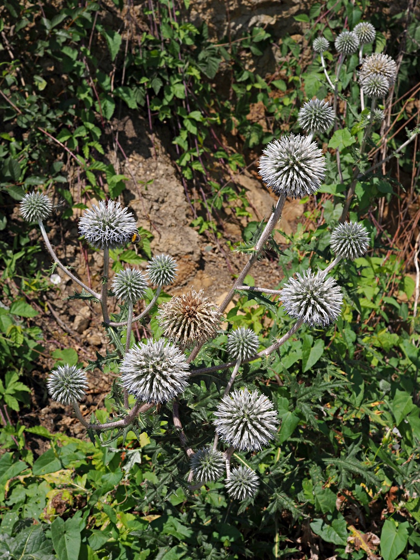 Image of Echinops sphaerocephalus specimen.