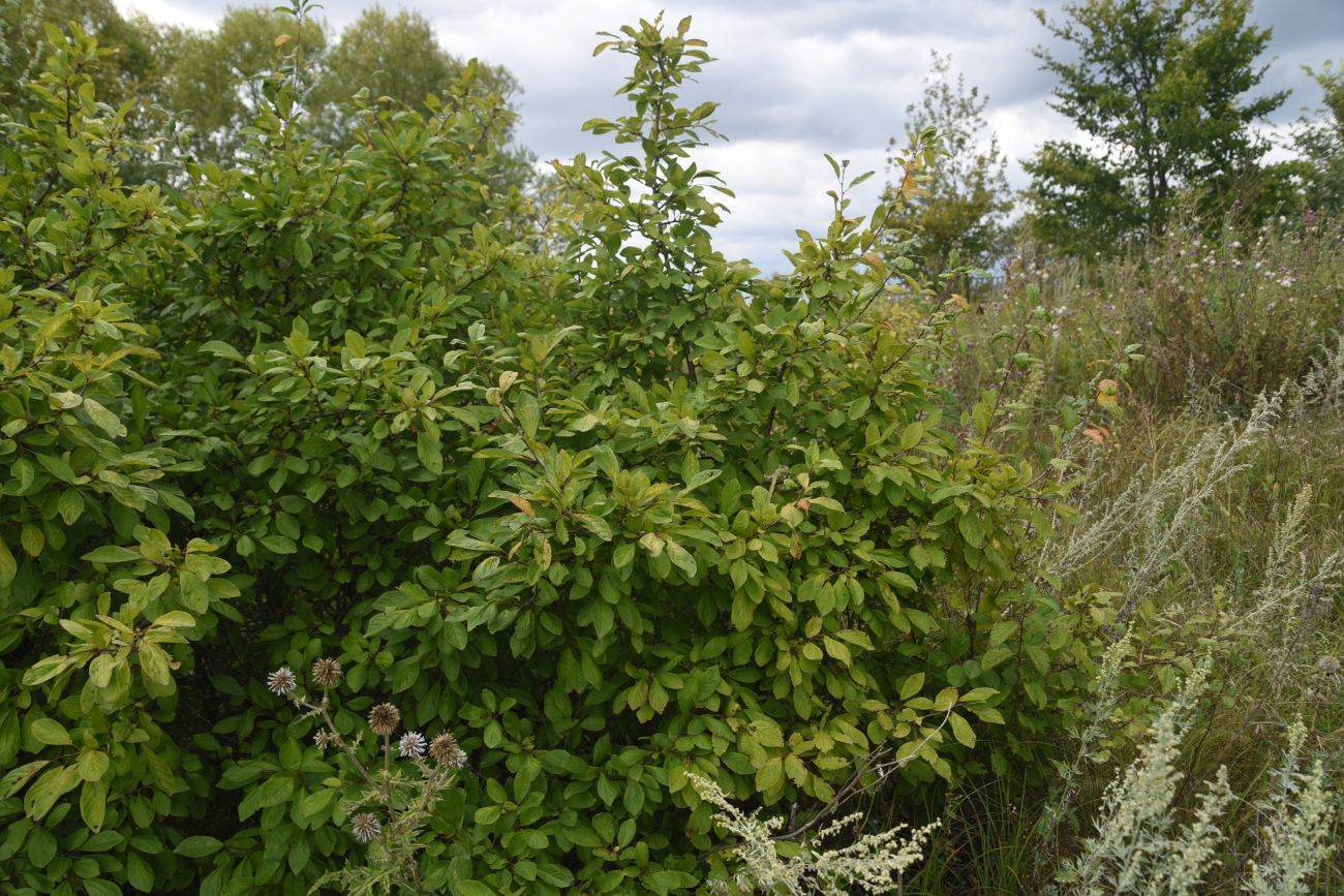 Image of genus Prunus specimen.