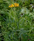 Tanacetum vulgare. Верхушка цветущего растения. Московская обл., Одинцовский гор. округ, окр. дер. Аниково, луг. 18.08.2024.