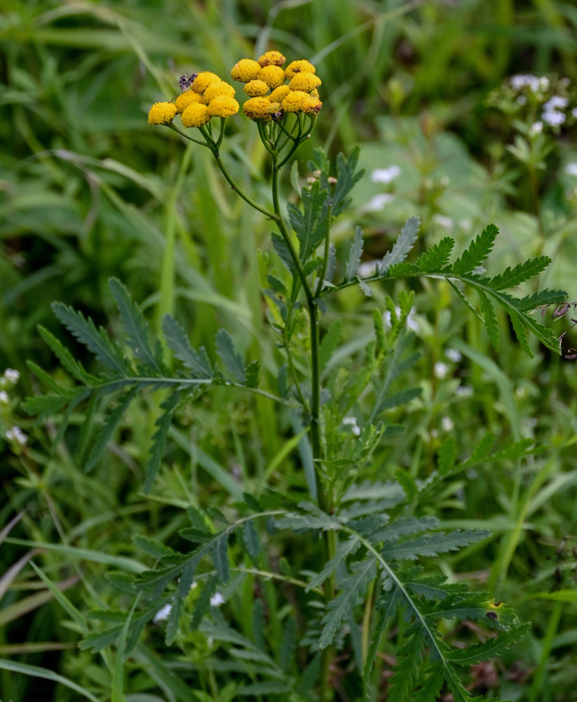 Image of Tanacetum vulgare specimen.