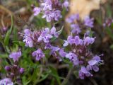 Thymus roegneri