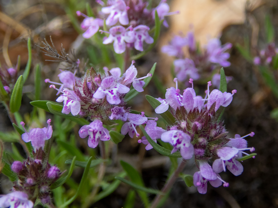 Image of Thymus roegneri specimen.