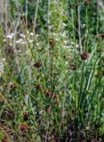 Juncus conglomeratus. Побеги с соплодиями. Орловская обл., Орловское Полесье, влажный луг, берег ручья. 03.07.2007.