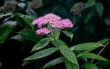 Spiraea japonica. Верхушка побега с соцветием. Китай, пров. Гуанси, рисовые террасы Лунцзи, опушка смешанного леса. 30.05.2024.