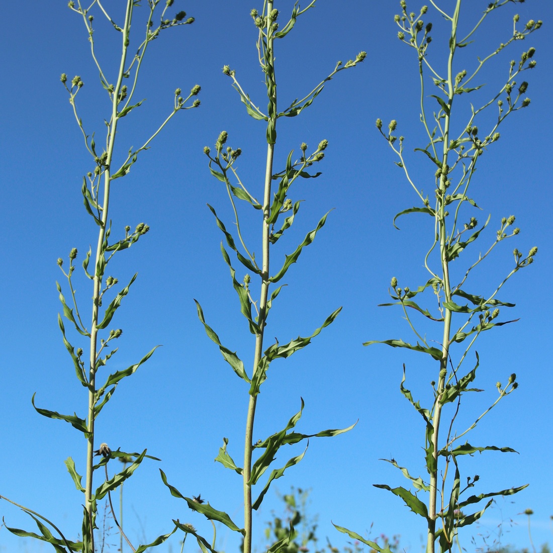 Image of Hieracium umbellatum specimen.