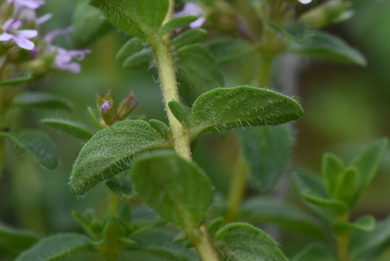 Image of genus Thymus specimen.