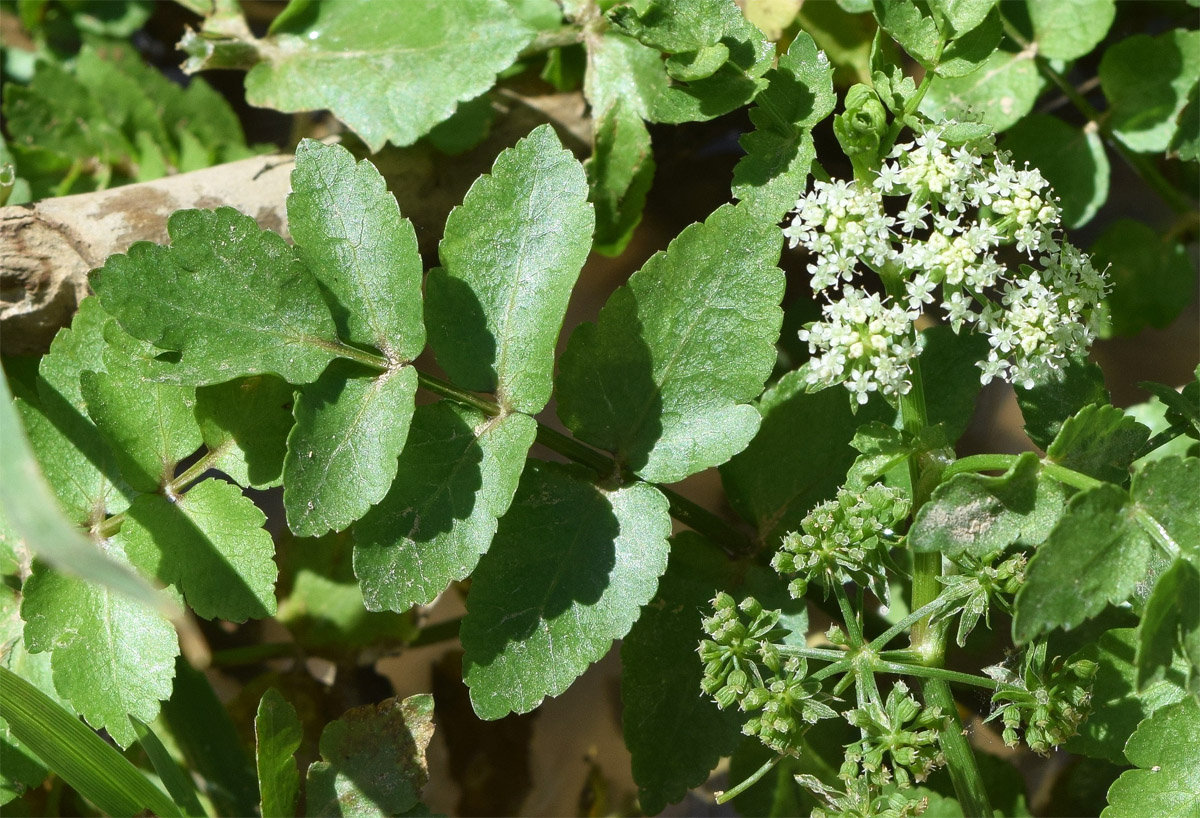 Изображение особи Apium nodiflorum.