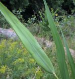 Смотреть изображение Phragmites altissimus