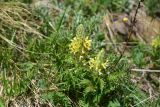View full-size image Pedicularis condensata