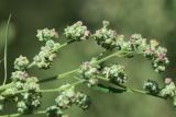 View full-size image Chenopodium album