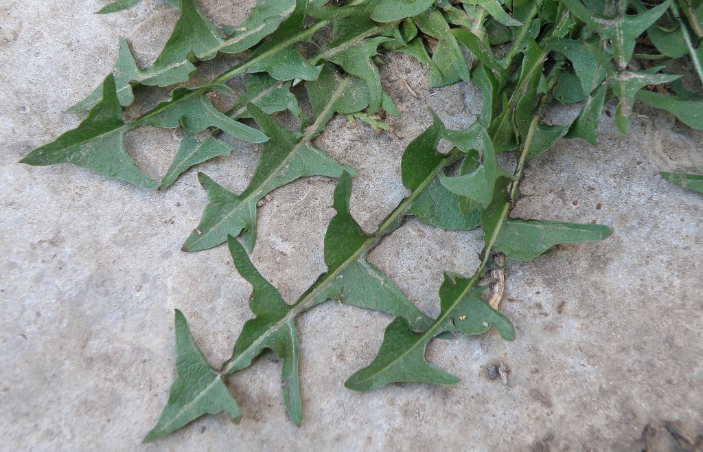 Image of genus Taraxacum specimen.