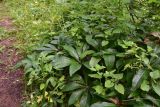 View full-size image genus Helleborus