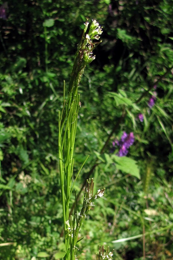 Image of Arabis sagittata specimen.