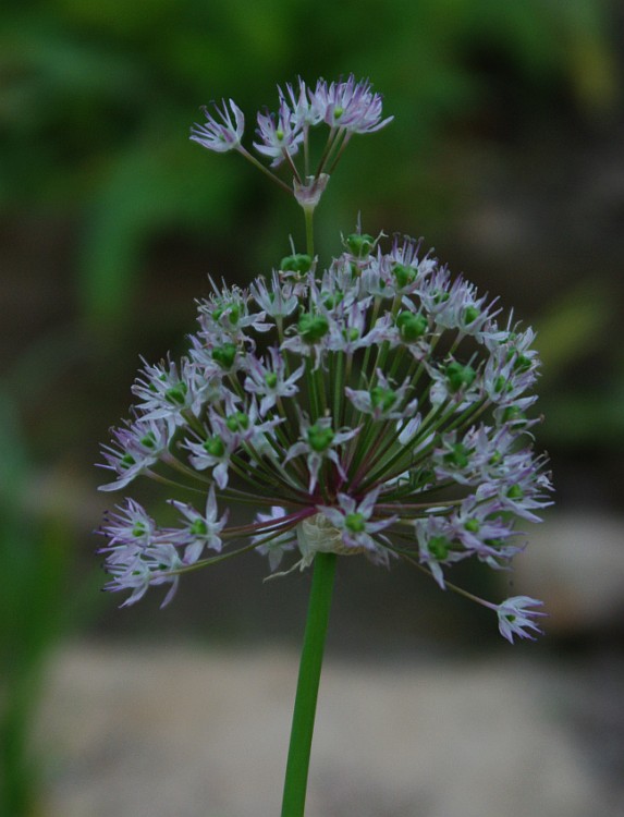 Image of Allium grande specimen.