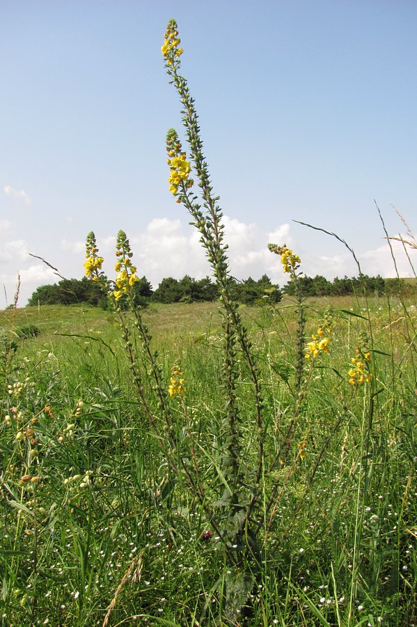 Изображение особи Verbascum spectabile.