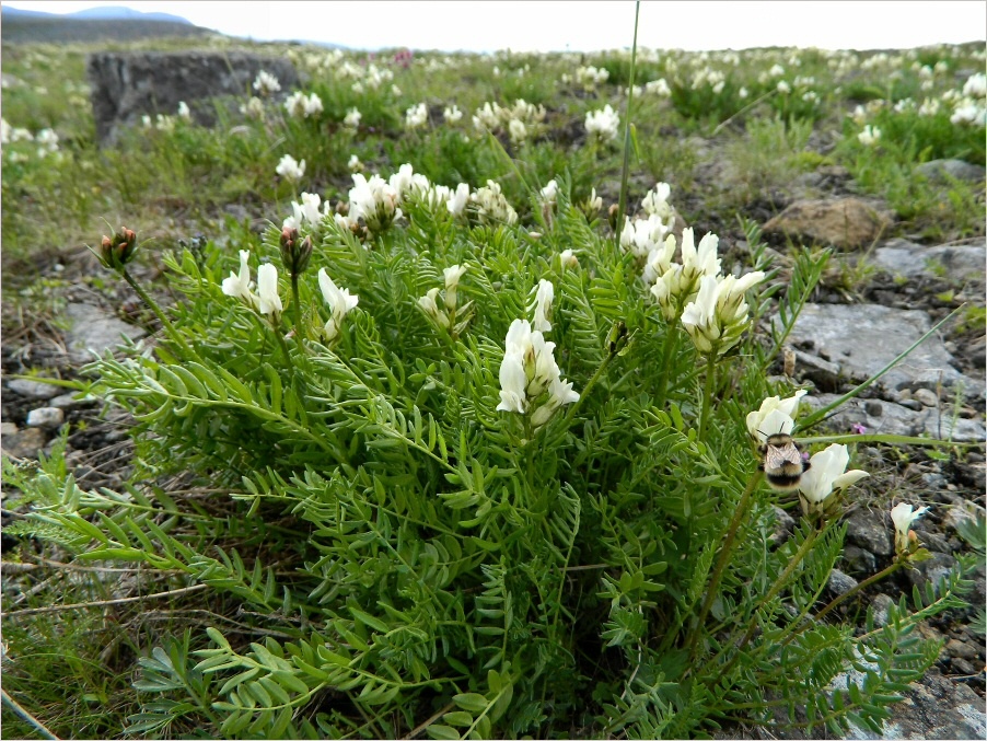 Image of Oxytropis sordida specimen.