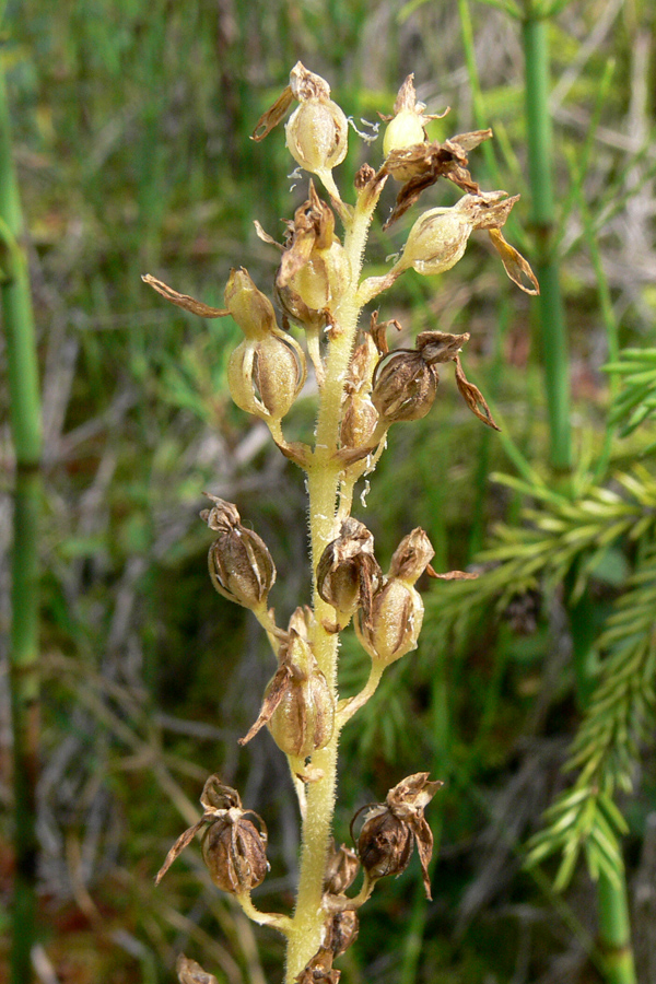 Image of Listera ovata specimen.