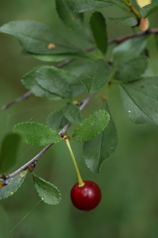 Image of Cerasus fruticosa specimen.