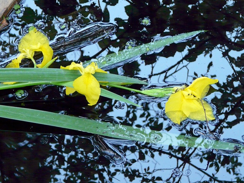 Image of Iris pseudacorus specimen.