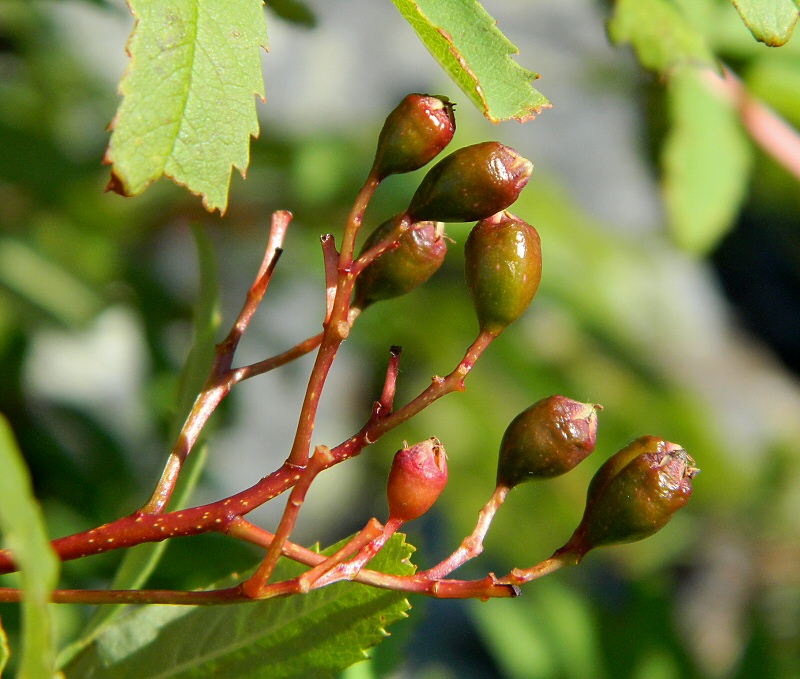 Изображение особи Sorbus aucuparia ssp. glabrata.