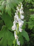 Aconitum septentrionale