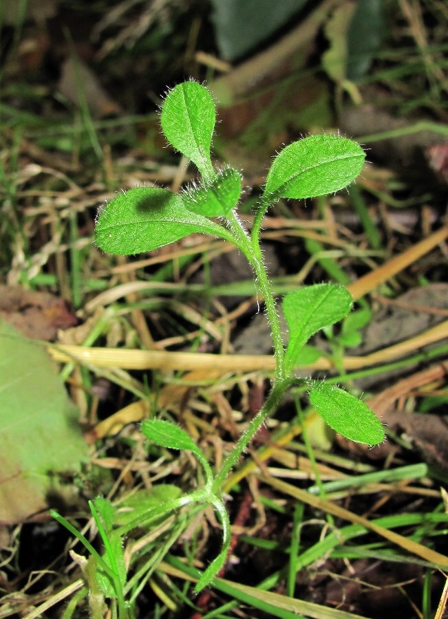 Изображение особи Cerastium holosteoides.