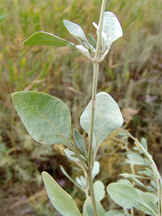 Изображение особи Halimione verrucifera.