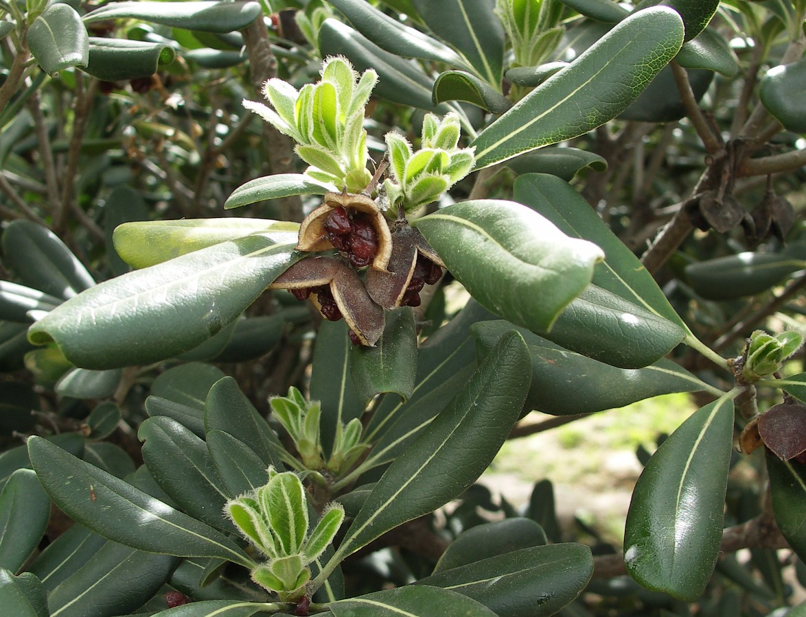 Image of Pittosporum tobira specimen.