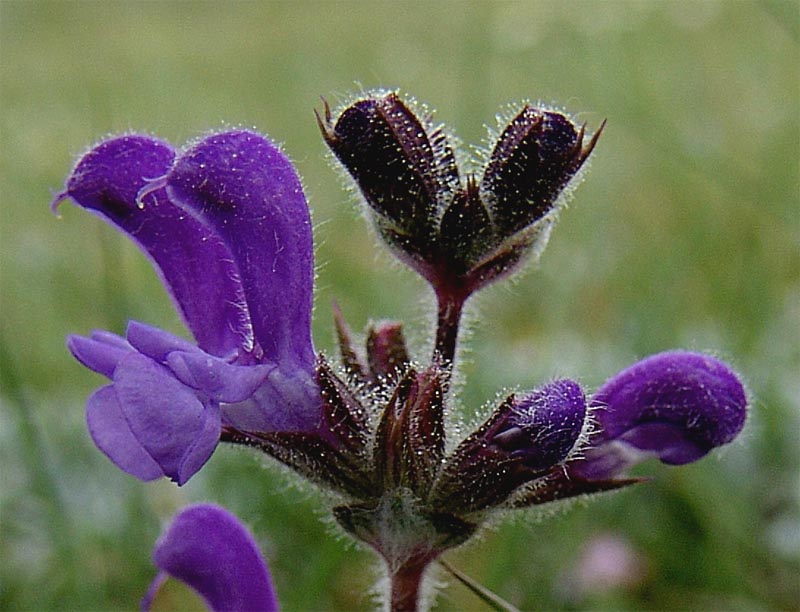 Image of Salvia canescens var. daghestanica specimen.