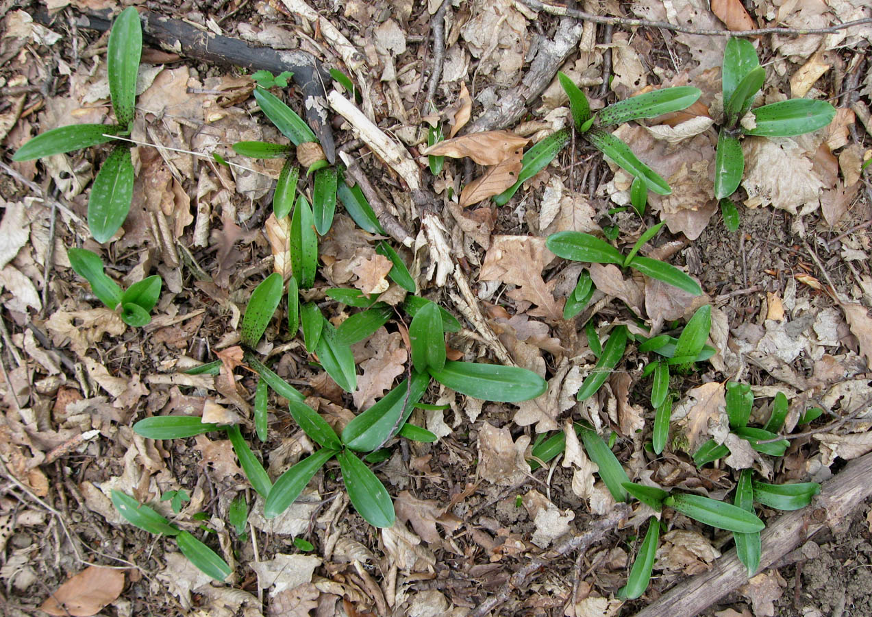 Изображение особи Orchis mascula.