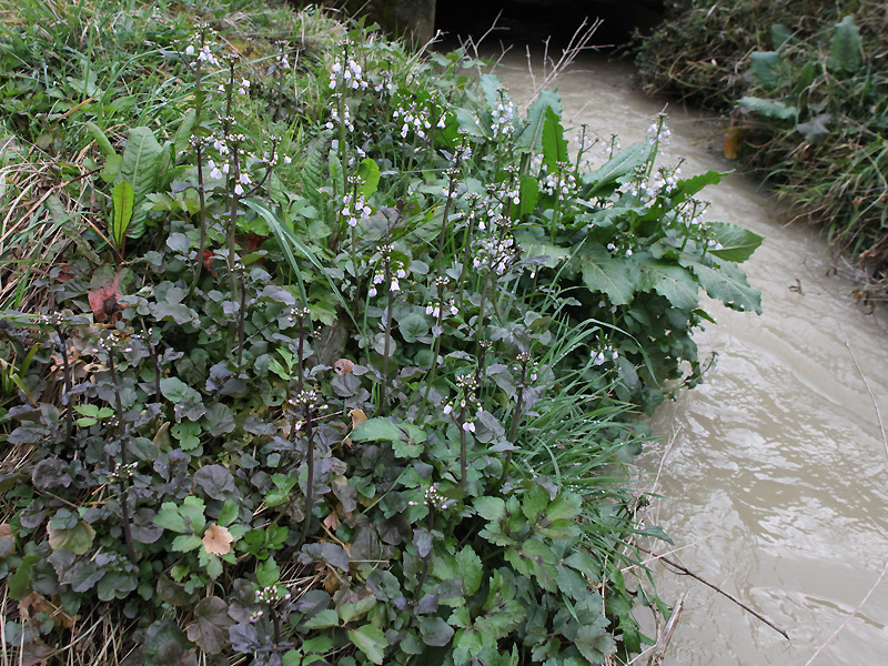 Image of Cardamine tenera specimen.